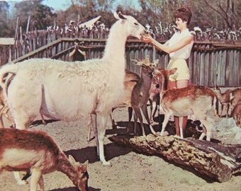 Vintage Florida Postcard, Unused, Florida Silver Springs Deer Ranch Woman Feeding Llama Deer Card