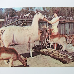 Jahrgang Florida Postkarte, unbenutzt, Florida Silber Federn Deer Ranch Frau Fütterung Lama Deer Karte
