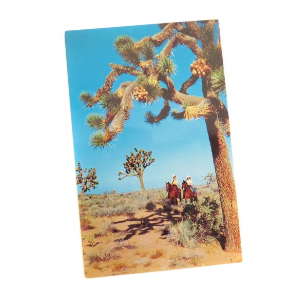 Carte postale Joshua Tree, Carte postale Desert Joshua Tree Forest, Carte postale vintage inutilisée, Carte postale Joshua Tree Western Desert