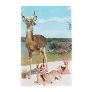 Cartão postal Vintage Deer, Saudações de Paulding Michigan Buck and Fawn