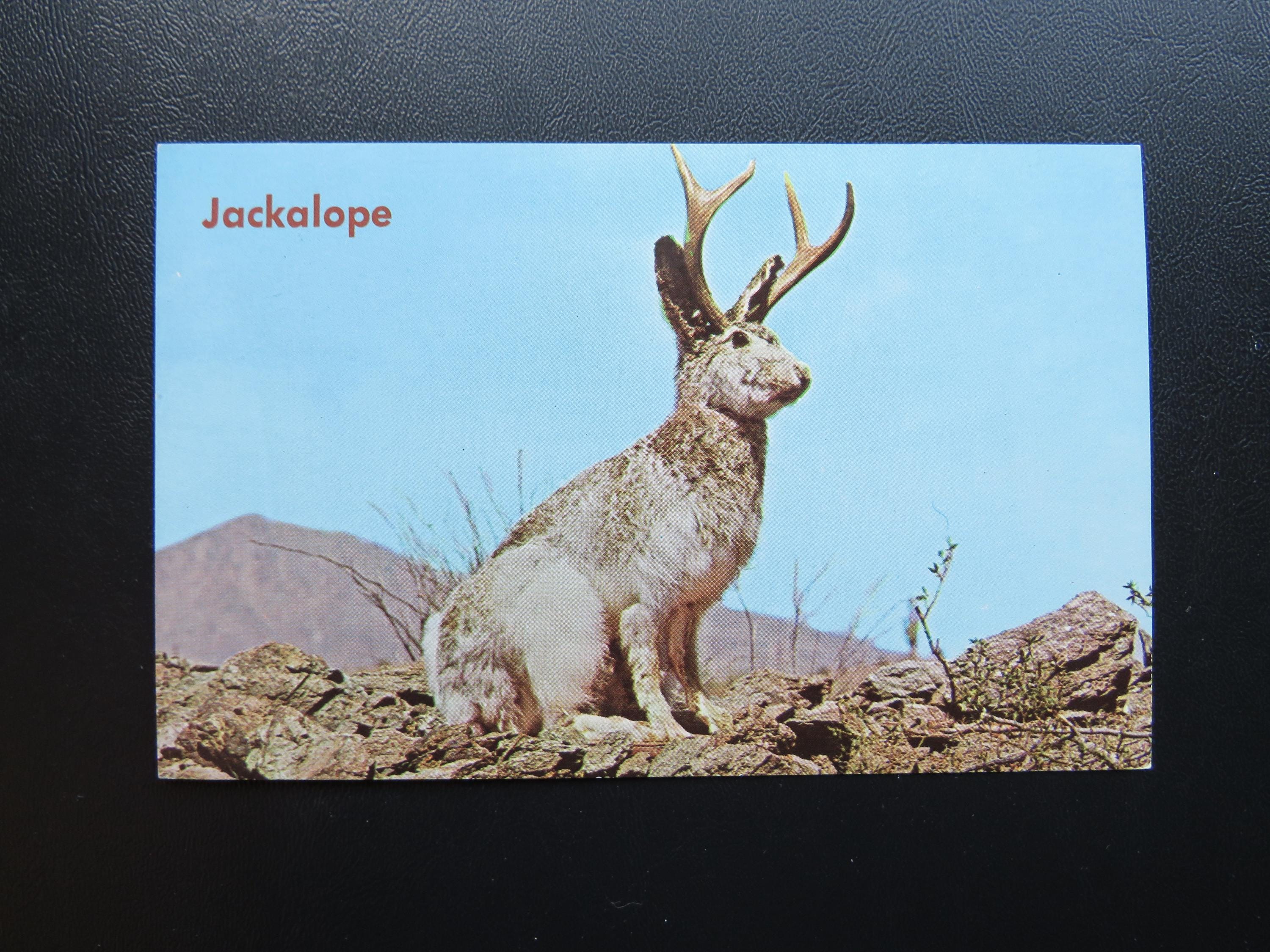 Vintage Jackalope Postcard Humor Mythical Animal Frameable Art
