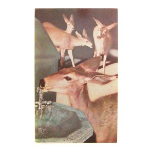 Vintage Bambi Hirsch Postkarte