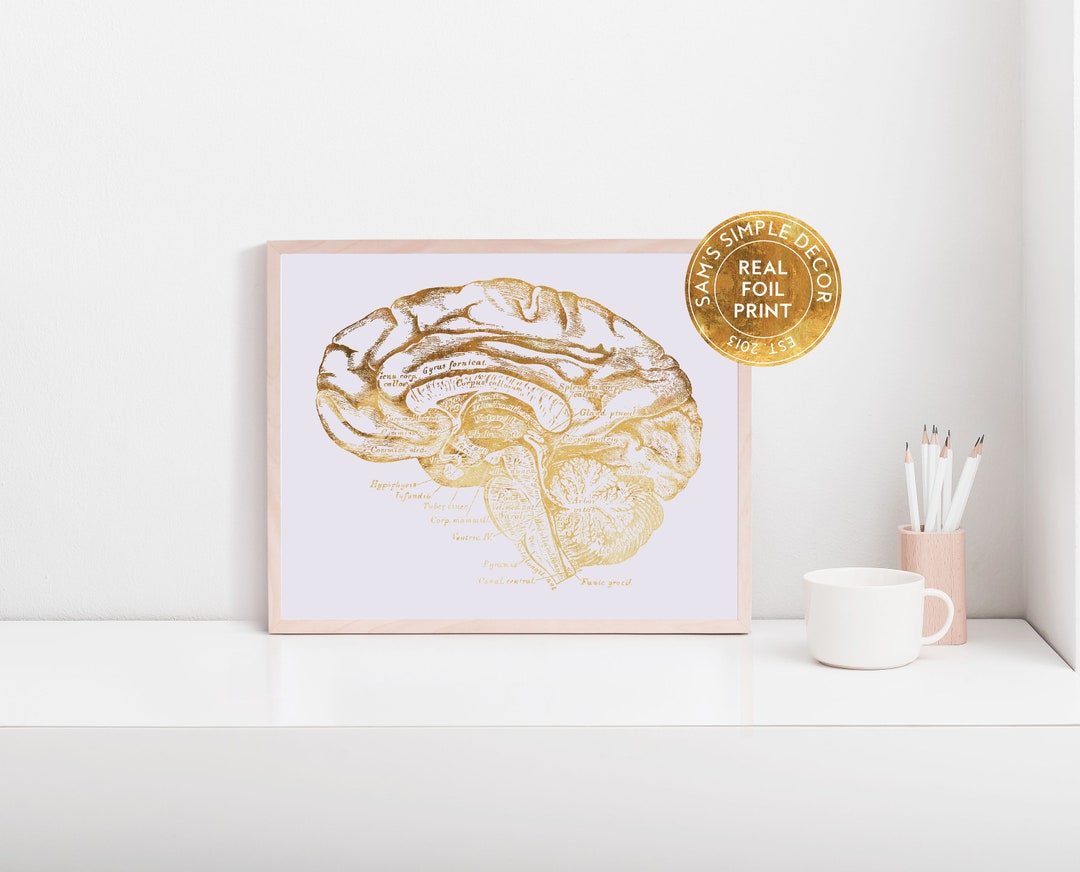 Brain Art Anatomy Art Medical Print Doctor Office Art - Etsy