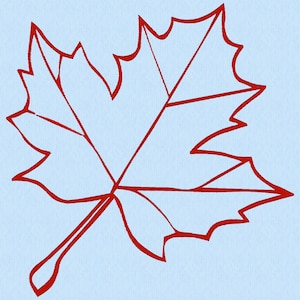 May include: A red maple leaf with five points, outlined in a darker red, against a light blue background.