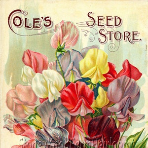May include: Vintage seed store advertisement featuring a bouquet of colorful sweet peas. The text reads "Cole's Seed Store", "Eckford's Sweet Peas", and "Pella, Iowa".