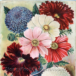 May include: Vintage seed packet illustration featuring a bouquet of colorful flowers in a blue and gold vase. The flowers include red, white, and pink cosmos, blue chrysanthemums, and white mums. The text on the packet reads "Cosmos, New Early Flowering Mixed, Per Package 15c, Petunia, Selected Single Fringed Mixed, Per Package 25c, Aster Elliotts Unrivalled Mixture, Per Package 25c, Above Three Leading Annuals Postpaid for 25cts in Stamps, See Novelties."