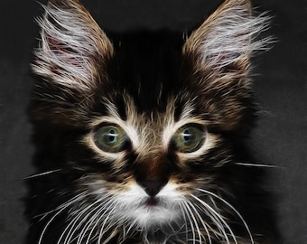 May include: A close-up of a brown tabby kitten with white whiskers and paws. The kitten has green eyes and is looking directly at the camera. The background is a dark gray.