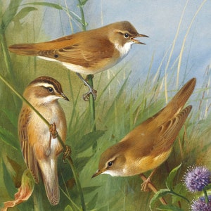 May include: A watercolor painting of three brown birds perched on green stems in a field of green grass and purple flowers. The birds have light brown feathers and dark eyes. The painting is signed "StoneyknobFarmheirlooms".
