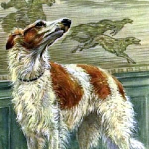 May include: A white and brown dog with long fur stands in front of a green wall. The dog is looking up and has a long, thin snout. The wall has a pattern of grey and white lines. The dog is standing on a brown floor.