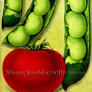 May include: Three green pea pods with five peas in each pod, and a large red tomato. The text "Stoney Knob Farm Heirlooms" is printed on the tomato.