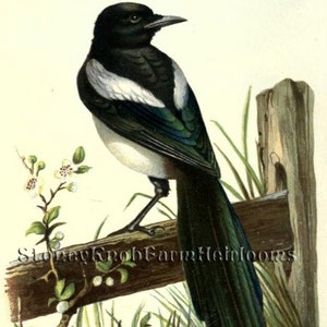 Magpie ~ Birds ~ 2 DIY Cross Stitch Pattern One in Color and One in BlkWht Symbols ~ Digital Download