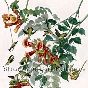 Può includere: Un'illustrazione vintage di un colibrì che si nutre di fiori di trombetta. Il dipinto presenta più colibrì in varie pose, con fiori rossi e arancioni vibranti su uno sfondo bianco.