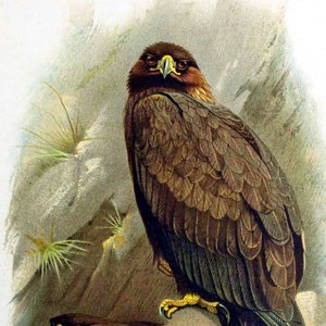 Steinadler ~ Archibald Thorburn ~ Vögel ~ 2 DIY Kreuzstichmuster eine in Farbe & eine in schwarz Symbole - Digitaler Download