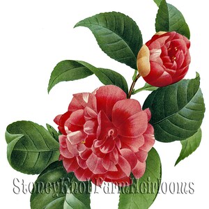 Camellia japonica ~ Redoute Flowers ~ DIY 2 Cross Stitch Patterns ~ Color and BlackWhite Symbols ~ Digital Download