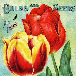 May include: Vintage advertisement for D.M. Ferry & Co. bulbs and seeds. The ad features two red and yellow tulips with green leaves against a light blue background. The text "BULBS AND SEEDS" is in blue lettering at the top of the ad. The text "AUTUMN 1899" is in black lettering in the upper left corner. The text "D.M. FERRY & CO. DETROIT, MICH." is in yellow lettering at the bottom of the ad.