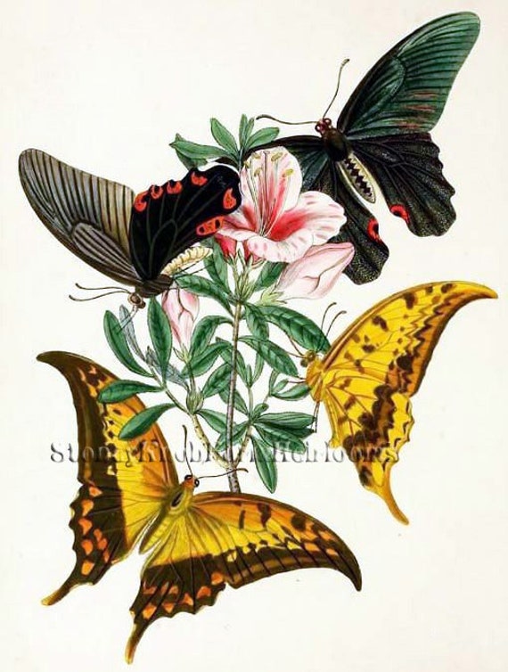 Flowers ~ DIY Counted Cross Stitch Pattern Insects Butterfly 1 ~ Gardens