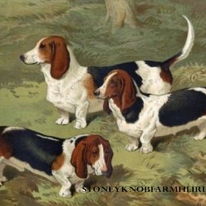 Può includere: Tre cani basset hound in un campo. I cani sono marroni, neri e bianchi. I cani sono in piedi e guardano la telecamera.