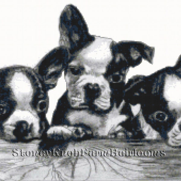 Boston Terrier Puppies~Dogs~Vintage Charcoal Illustration~2 Counted Cross Stitch Patterns in Color and in BlkWht Symbols ~ Digital Download