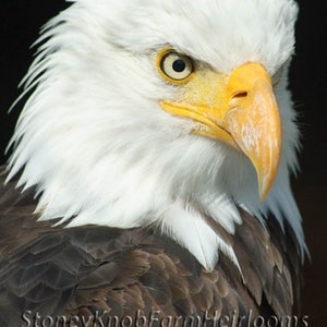 Weißkopfseeadler ~ Vögel, Natur - DIY 2 Kreuzstichmuster ~ Eines in Farbe und eines in Schwarz Symbolen - Digitaler Download