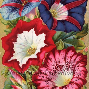 May include: A vintage illustration of four morning glory flowers. The flowers are in shades of blue, red, white, and pink. The flowers are arranged in a cluster, with the blue flower at the top and the pink flower at the bottom. The flowers are surrounded by green leaves.