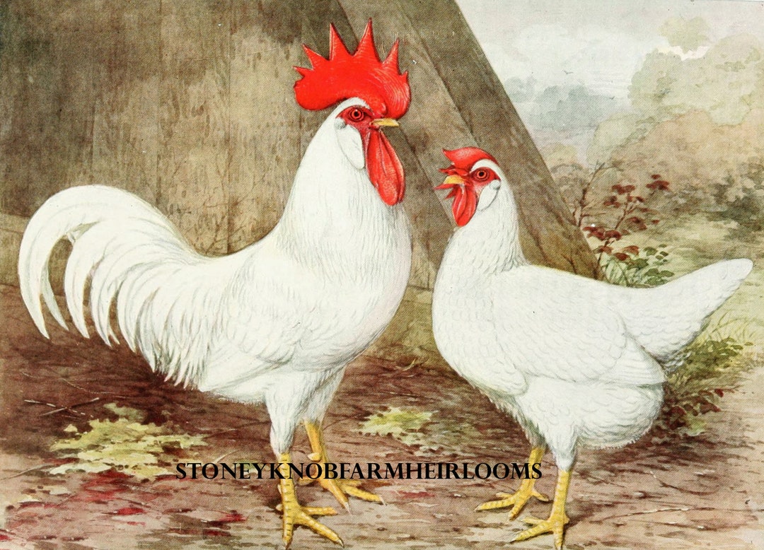 トップス GAKKIN ROOSTER LEGS EMBROIDERY Rooster Machine Embroidery Design - Gold Rooster Farmhouse Decor
