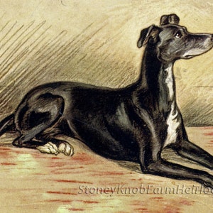 May include: A vintage-style illustration of a black dog in a relaxed pose. The dog has a white patch on its chest and is lying on a reddish-brown surface. The text "StoneyKnobFarmHeirlooms" is visible at the bottom.