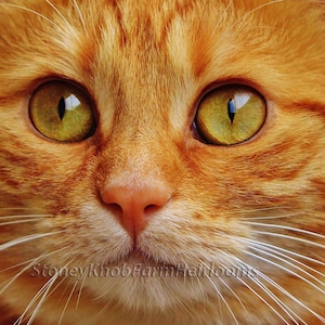 Op de afbeelding: Close-up van het gezicht van een gemberkat met heldergroene ogen en witte snorharen. De vacht van de kat is zacht en pluche.
