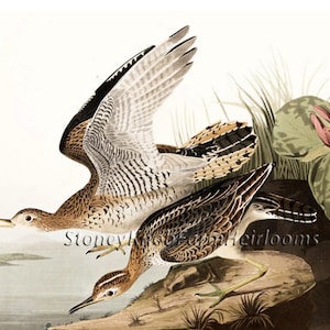 May include: A vintage illustration of two brown and white birds with long legs and beaks. The birds are perched on a rock with green foliage in the background. One bird is in flight with its wings spread wide. The illustration is in a classic style with detailed brushstrokes.