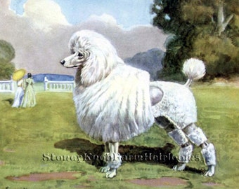 May include: A white poodle with a fluffy coat stands on a grassy field. The dog is wearing a white and gray outfit with a white collar. The dog is looking to the left of the image.
