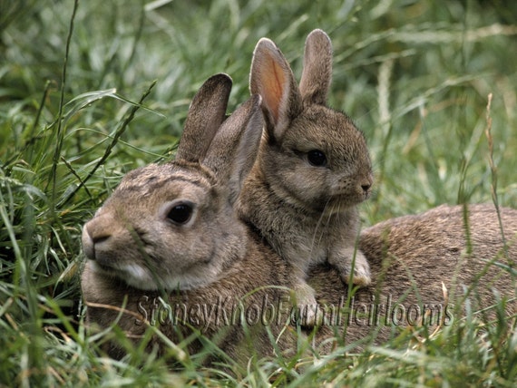Cottontail Baby Baby Bunnies Tiny Rabbits Having Babies Rabbits
