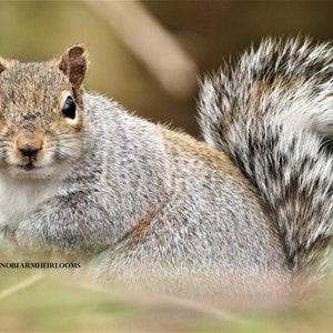Squirrel ~ Animals, Nature ~ DIY 2 Cross Stitch Patterns ~ Color and BlackWhite Symbols ~ Digital Download