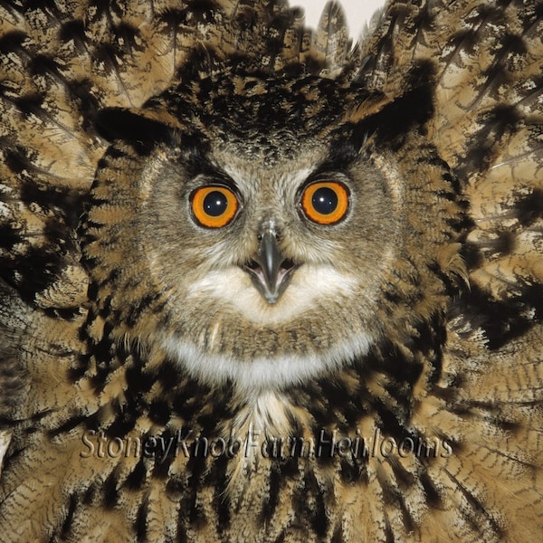 Great Horned Owl ~ Birds, Nature ~ DIY Cross Stitch Pattern - Digital Download