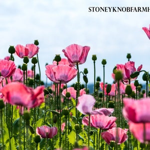 Klaprozen ~ Een veld met bloemen ~ DIY 2 kruissteekpatronen Kleur en zwart-witte symbolen ~ PDF-download