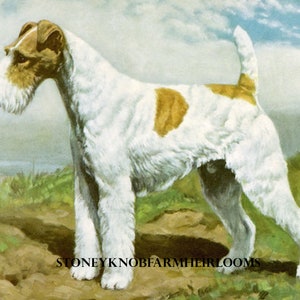 Puede incluir: Un perro fox terrier de pelo duro blanco y marrón está de pie en una ladera rocosa con hierba verde y un cielo azul de fondo. El perro tiene un cuerpo blanco con manchas marrones en la cabeza y la espalda.