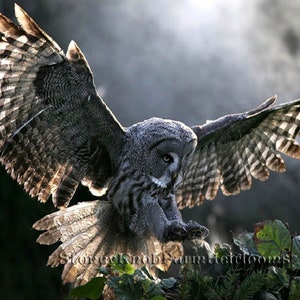 May include: A gray owl with its wings spread wide, landing on a branch with green foliage. The owl's feathers are a mix of gray and brown, with white markings on its wings. The background is blurred and out of focus.