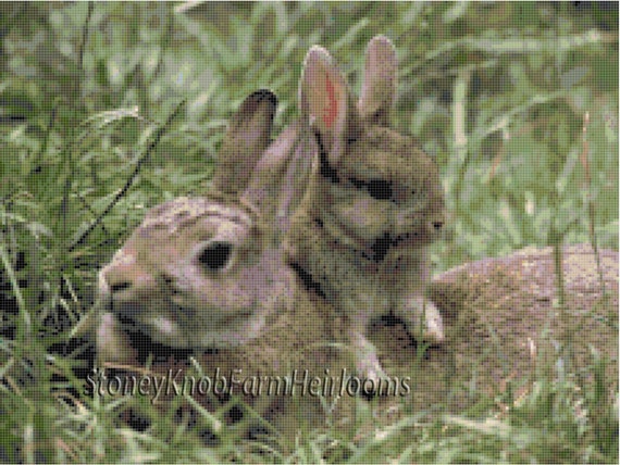 Her Babies Feeding Wild Baby Rabbits Mom Rabbit Baby Bunny
