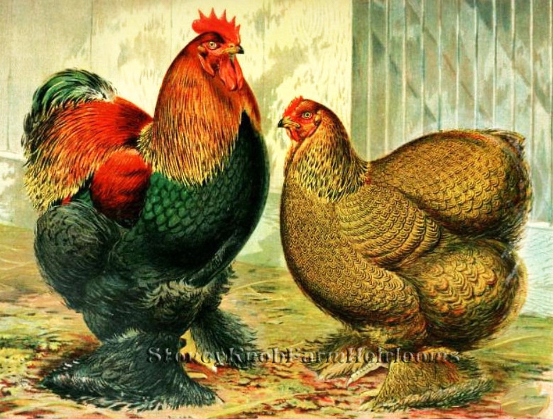 Partridge Cochins ~ Chickens, Poultry ~ 2 DIY Cross Stitch Patterns ...