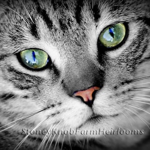 May include: Close-up of a tabby cat's face with green eyes. The cat's fur is black and white with stripes. The cat's nose is pink.