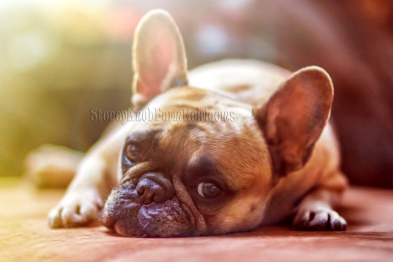 French Bulldog Dogs Puppies 2 Diy Cross Stitch Patterns Etsy French Bulldog Dogs Puppies 2 Diy Cross Stitch Patterns Etsy