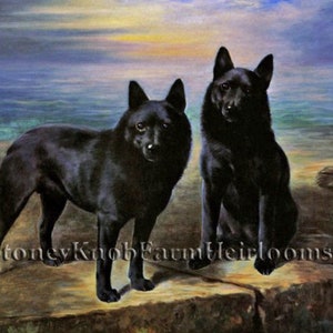 May include: Two black Shetland Sheepdogs stand on a rocky outcropping. The dog on the left is standing, while the dog on the right is sitting. The dogs are looking at the camera. The background is a blurry image of a beach and ocean.