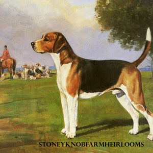 May include: A painting of a brown and white Bloodhound dog standing in a field with other dogs and a rider on horseback in the background. The dog is looking to the left of the image. The painting is signed "Stoneyknob Farm Heirlooms".