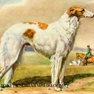 May include: A white and brown Russian Wolfhound dog stands in a field with a rider on horseback in the background. The dog is facing to the right and has a long, slender body and a long, pointed snout. The dog's fur is white with brown patches. The dog is standing on a grassy field with a dirt path in the foreground. The rider is wearing a dark jacket and a hat. The horse is brown and has a white mane and tail. The background is a field with trees in the distance.