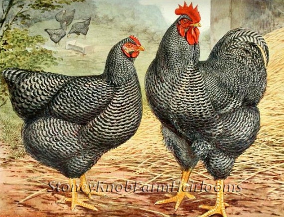 Plymouth Barred Rocks ~ Chickens, Poultry ~ DIY 2 Cross Stitch Patterns in Color and in BlackWhite Symbols ~ Digital Download