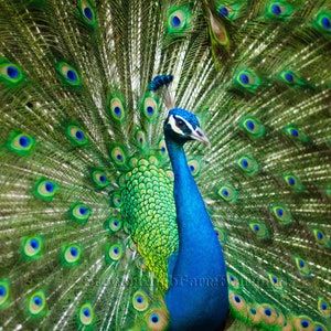 May include: A peacock with its feathers fanned out. The bird's body is a deep blue, with a green and yellow feathered back. The tail feathers display a pattern of green, blue, and yellow eye-like markings, creating a striking visual.