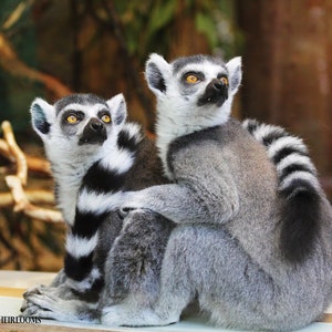 May include: Two ring-tailed lemurs are perched together, their gray and white fur contrasting with their black and white striped tails. They have bright yellow eyes and are looking upwards. The background features blurred brown branches.