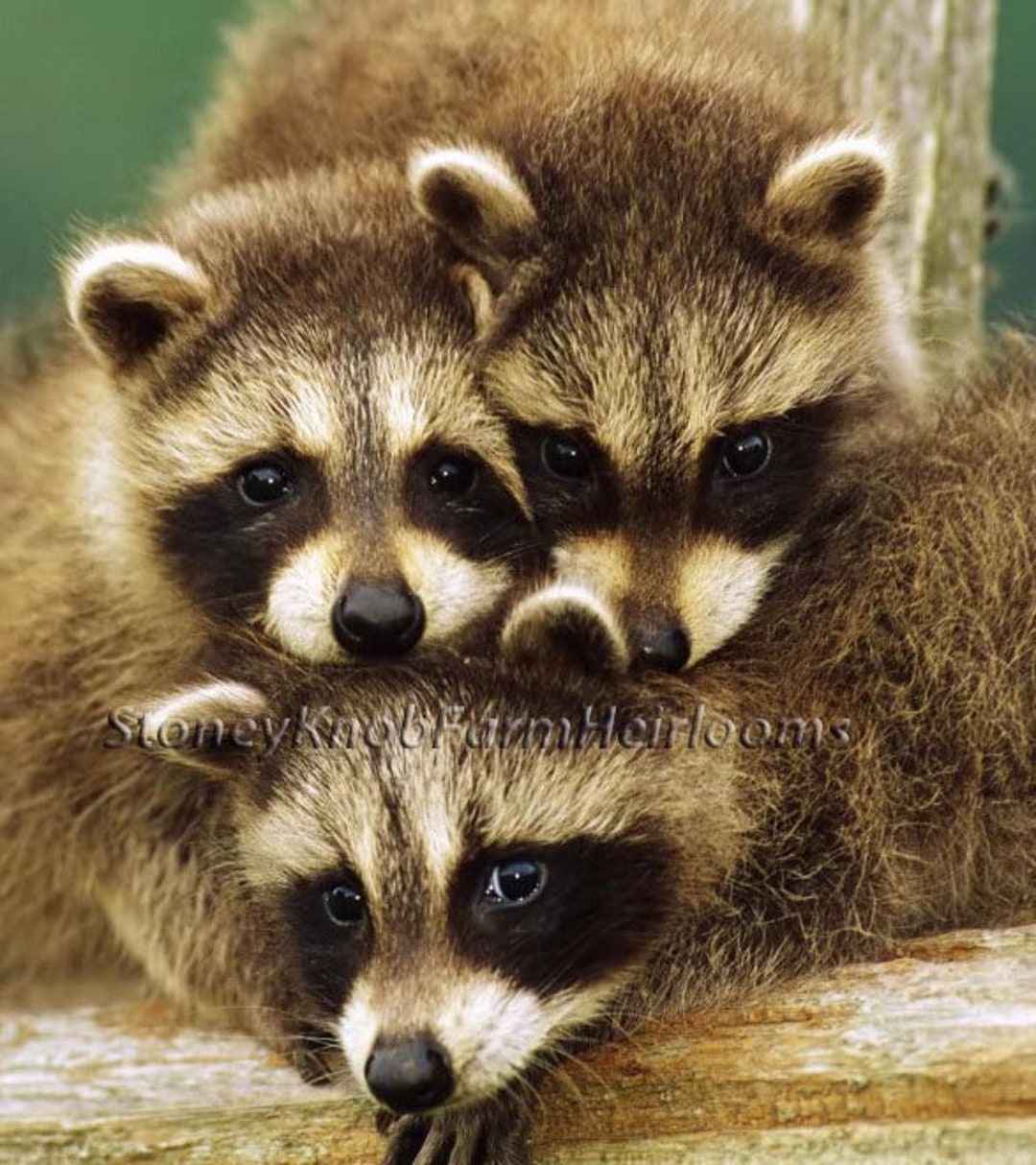 Raccoon Family Animals Nature DIY 2 Cross Stitch Patterns - Etsy Raccoon Family Animals Nature DIY 2 Cross Stitch Patterns - Etsy