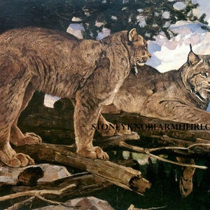 Canadian Lynx ~ Cats, Animals, Nature, Carl Rungius ~ DIY 2 Cross Stitch Patterns Color and BlackWhite Symbols ~ PDF Download