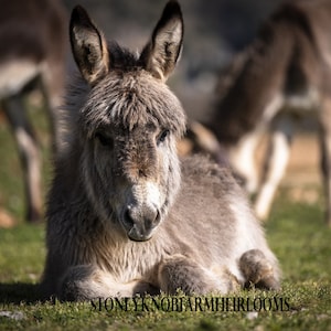 Donkey Foal ~ Animals ~ DIY 2 Cross Stitch Patterns ~ Color and BlackWhite Symbols ~ PDF Download