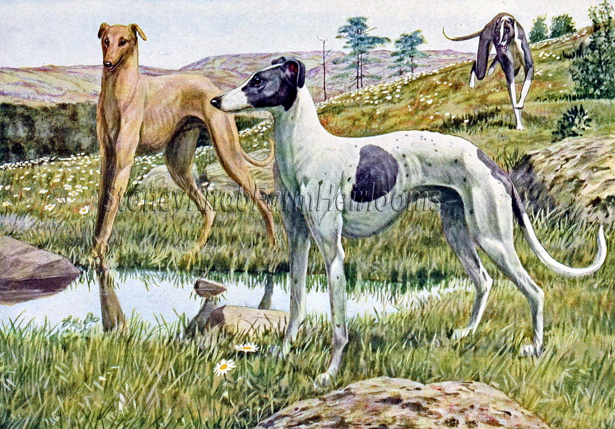 Puppies ~ DIY 2 Cross Stitch Patterns~One in Color and one in BlackWhite Symbols ~ Digital Download Greyhounds ~ Louis Fuertes ~ Dogs