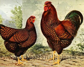 Golden Laced Wyandottes ~ Chickens, Poultry ~ DIY 2 Cross Stitch Patterns Color and BlackWhite Symbols ~ Download